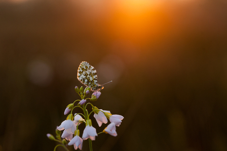 oranjetip in zonsondergang