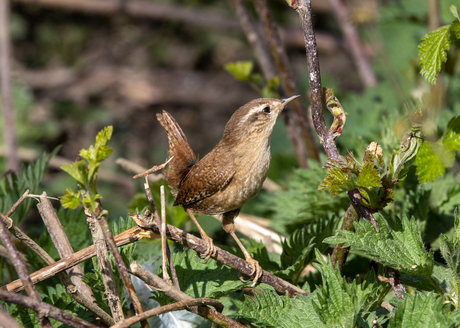 bruin vogeltje