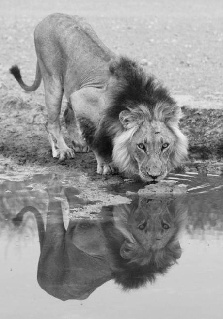 Kalahari leeuw
