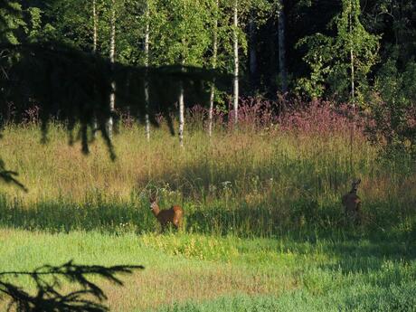 herten in de vroege morgen