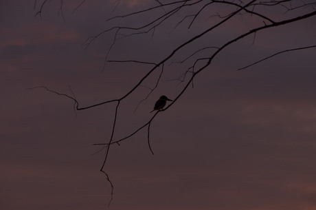 vogel in ochtendlicht
