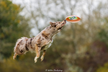 I love the smell of a flying frisbee