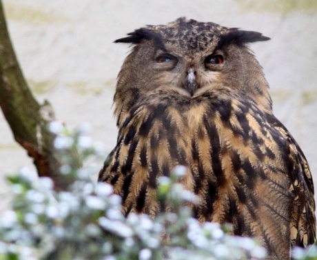 Uil dierenpark Amersfoort