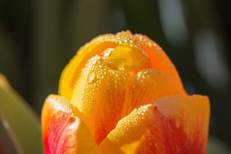 Early morning tulip