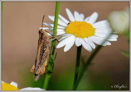 Sprinkhaan (Groter kijken)