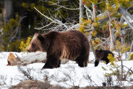 Mom and cub