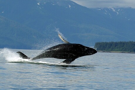 Springende walvis
