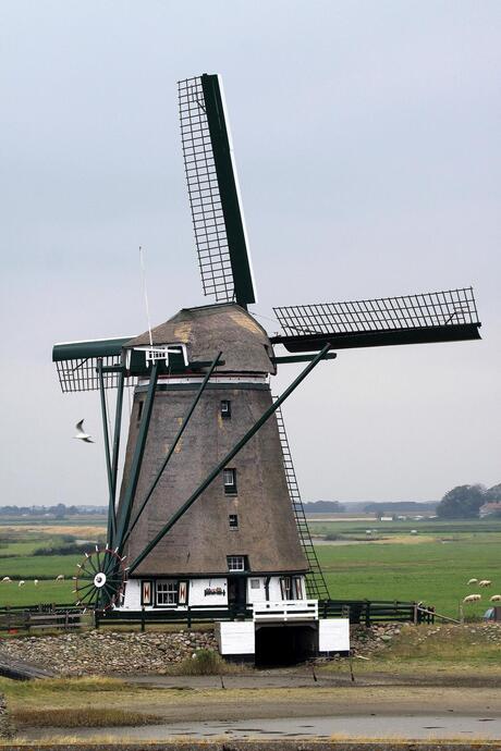 Windmolen - Texel