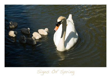 Signs Of Spring