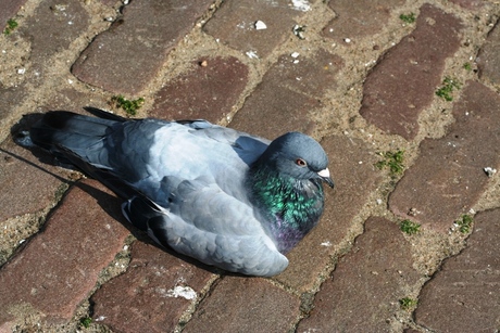 Lekker lui in de zon