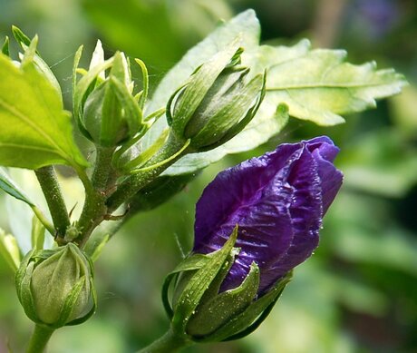 hibiscus in de knop