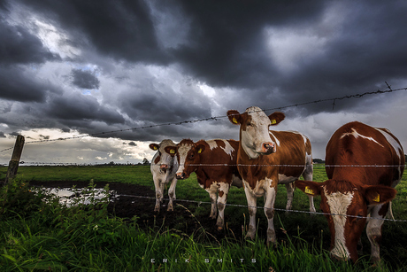 Cows in storm