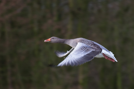 Grauwe gans in vlucht