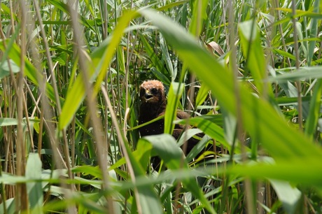 in het riet