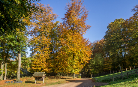 Herfst Veluwe 4