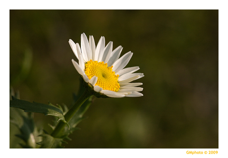 Margrietje