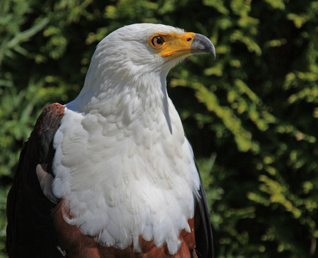 Roofvogeldag in Den Ham