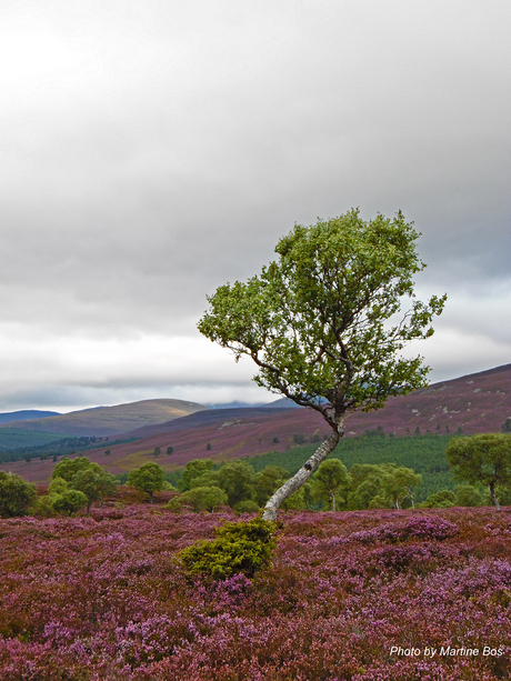 Scotland Tree