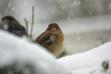 Mus in de sneeuw