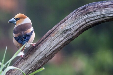 Appelvink