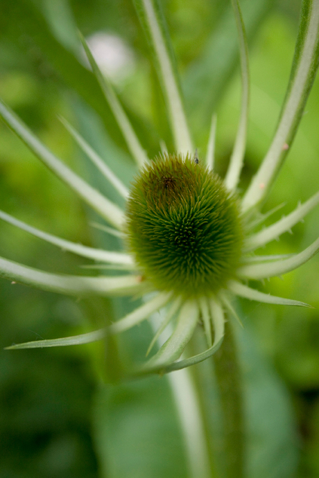 Bloem in groen 2