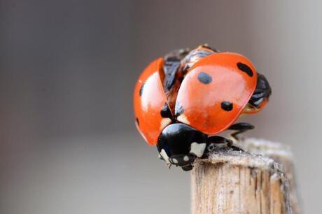 Ladybug 04