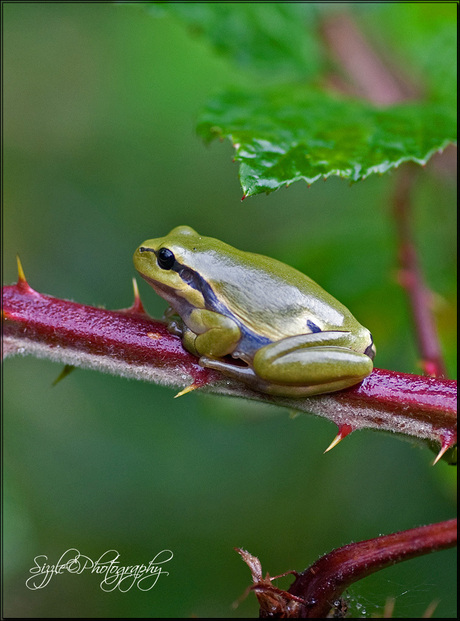 Boomkikkertje(Hyla arborea) 2