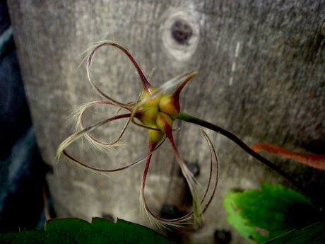 De zaden van een Clematis