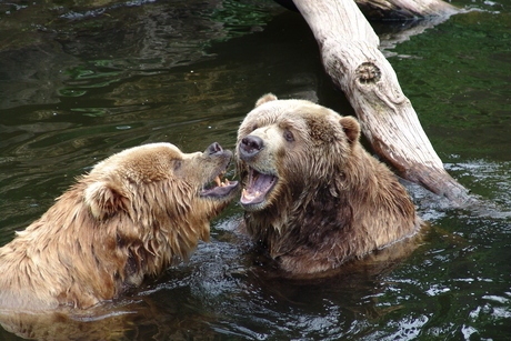Bears at play.