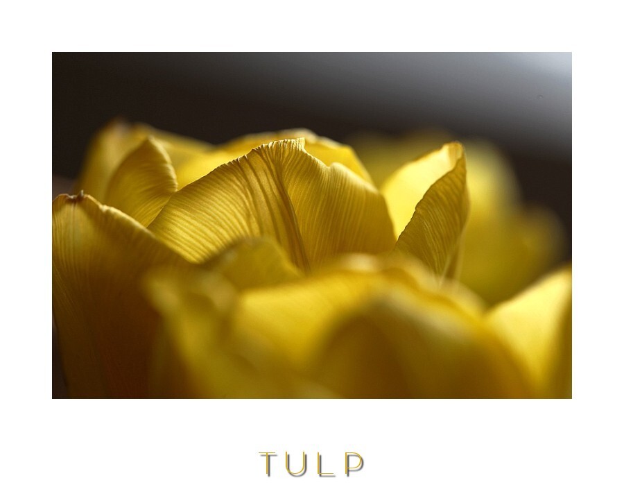Tulp - tulp - foto door PaVa op 09-04-2011 - deze foto bevat: macro, natuur, tulp, AvAm Photography