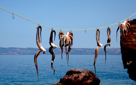 Octopussen drogen in Skala Sykamineas