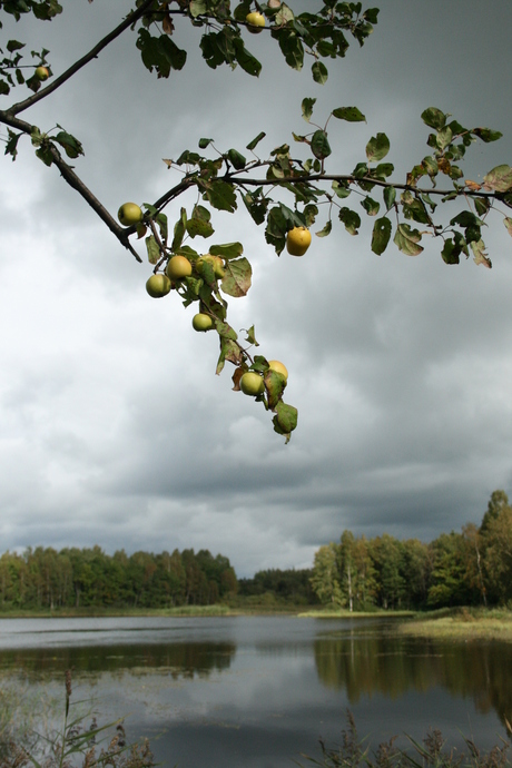 Appelschoon