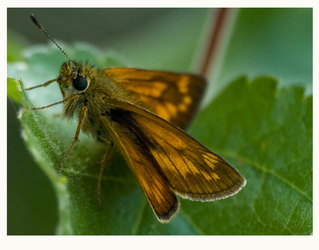 groot dikkopje (Ochlodes faunus)