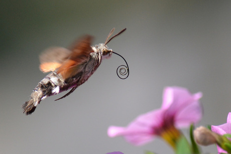 kolibri vlinder