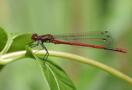 Rood Juffertje