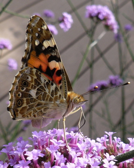 een distelvlinder in de tuin