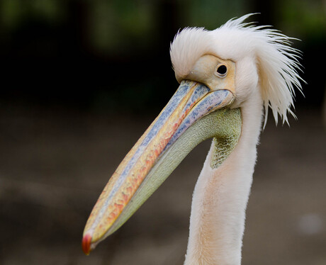 great white pelican