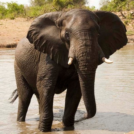 Olifant bij Klopperfontein