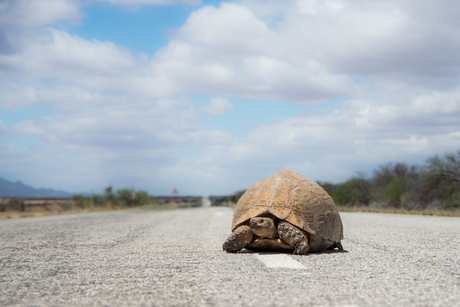 Schildpad op de snelweg