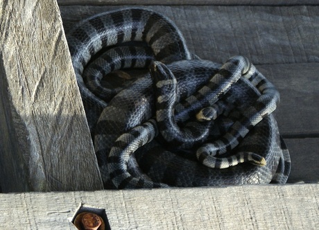 Sea snakes, Mabul Island, Sabah, Borneo