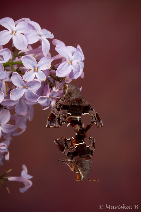 voor alle moeders...