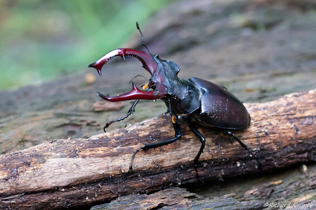 Vliegend hert (Lucanus cervus)