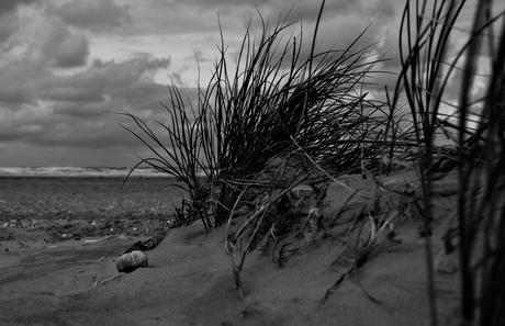 In de duinen zwart/wit