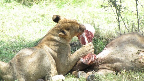 Hungry Lion