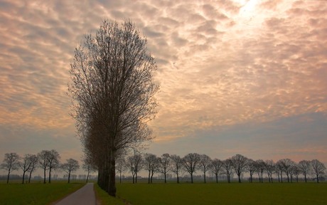 Nieuwgraafseweg