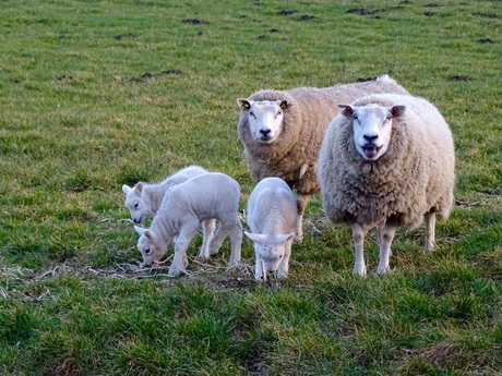 3 maal lentekriebels