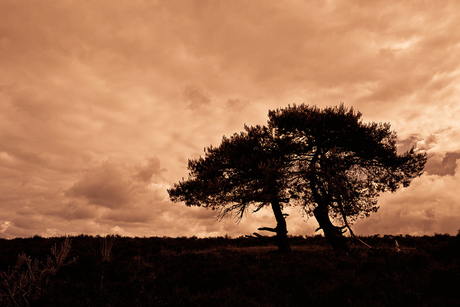 silhouet in Veluwezoom