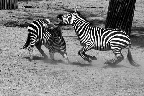 Vechtende zebra's