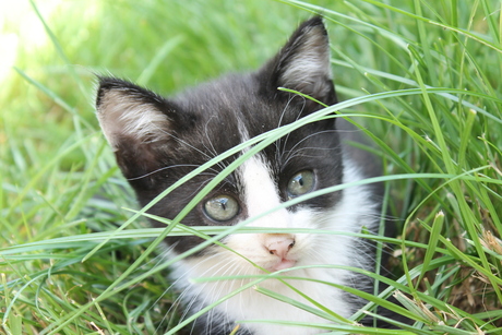 Kitten in gras.