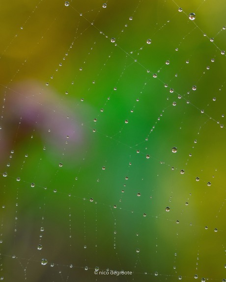 Spinnenweb in ochtenddauw